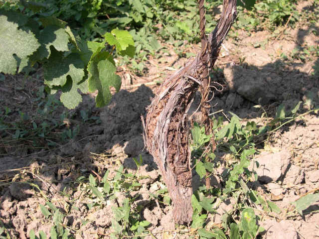 Бактериален рак по лозата - Rhizobium vitis